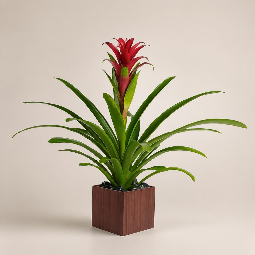 Bromeliad