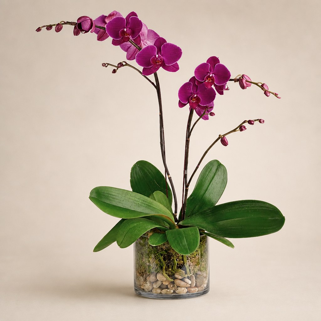 Glorious Orchid