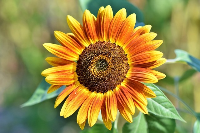 sunflower, flower, botany
