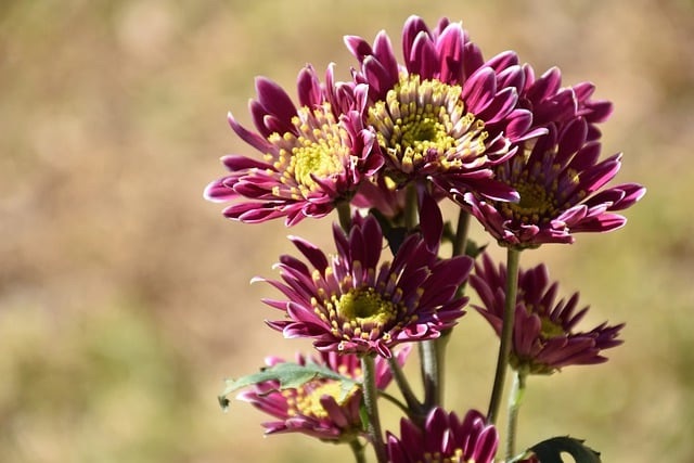 Chrysanthemums