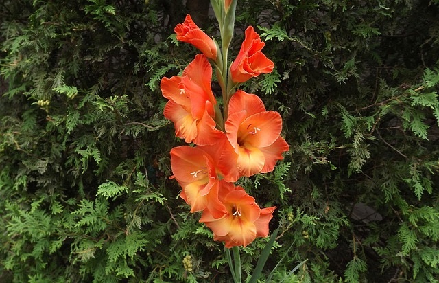 flowers, gladiole, gladioli