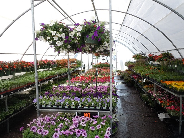 flowers, greenhouse, colorful