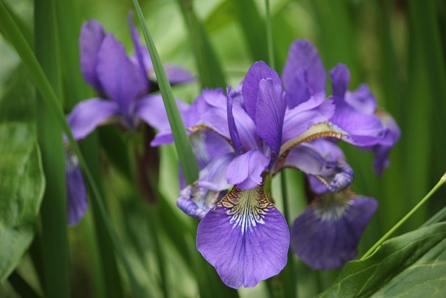 iris, flower, purple