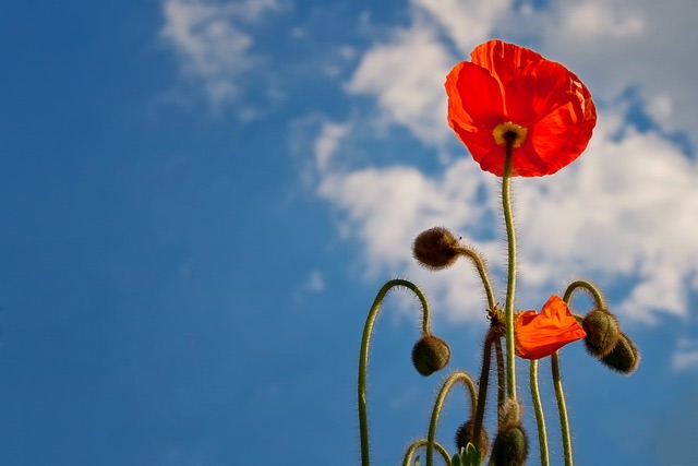 poppy, heaven, blue